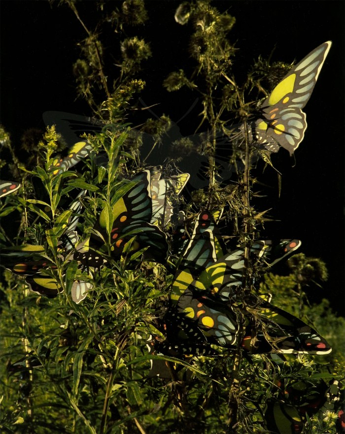 midnight butterflies watermark