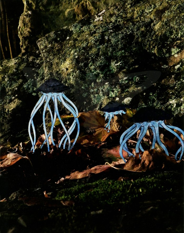 mushroom squid watermark